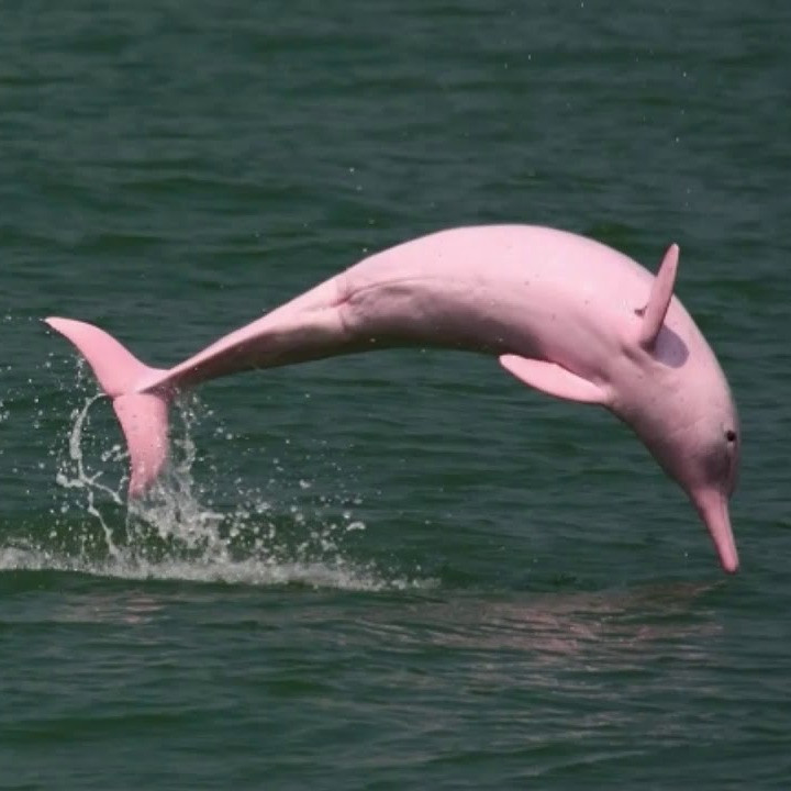Где можно увидеть розовых дельфинов?