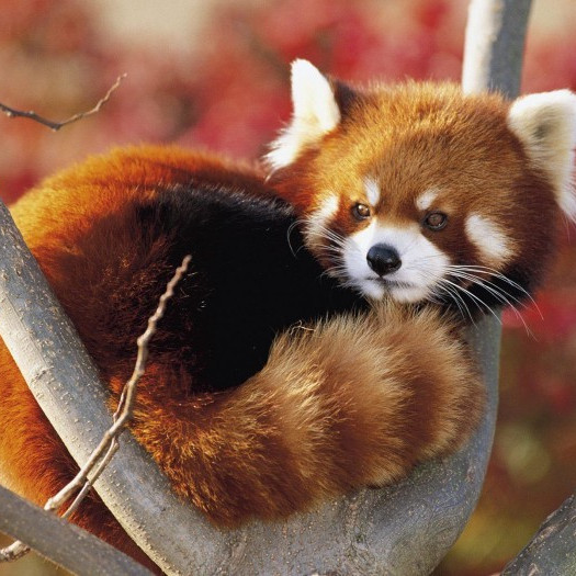 Какое животное изображено на логотипе браузера Mozilla Firefox?
