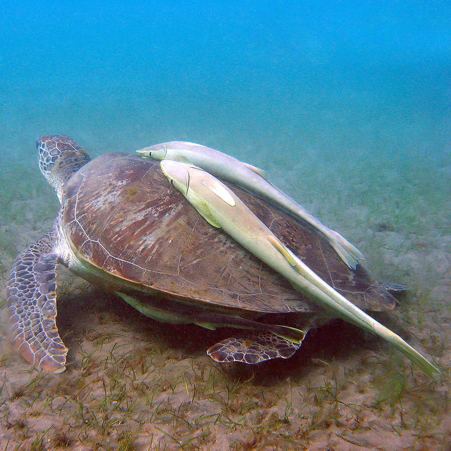 На какую многоразовую наживку можно ловить морских черепах?