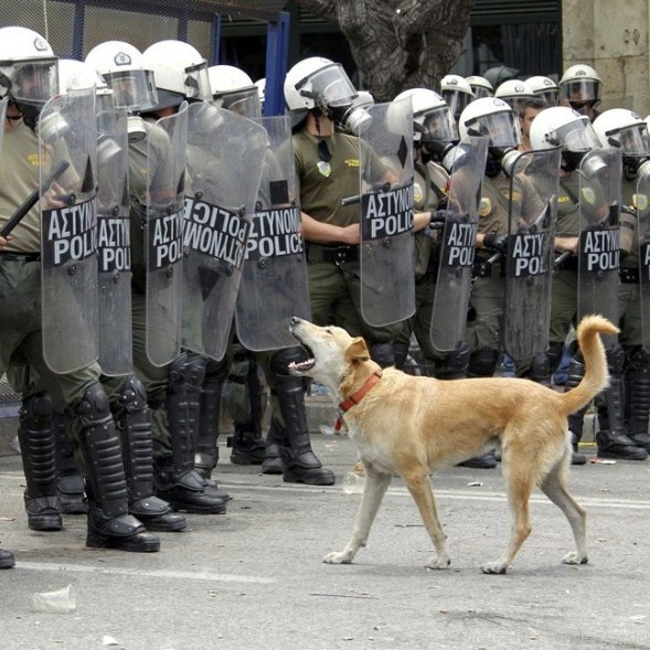 Кто, помимо людей, регулярно принимал участие в уличных беспорядках в Греции?