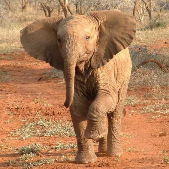 Каким образом слоны могут передавать друг другу информацию на расстояние до 30 км?