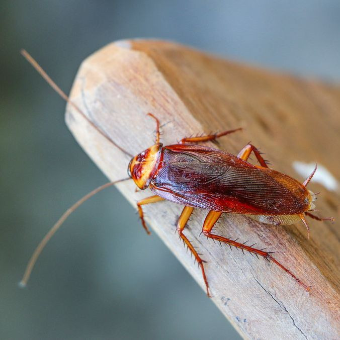 Сколько могут жить без головы тараканы? — Музей фактов