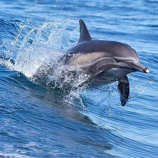 Сколько времени нужно дельфину, чтобы обновить верхний слой кожи?
