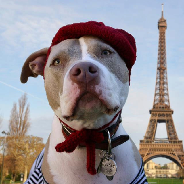 Какого правила именования собак придерживаются французские владельцы чистокровных пород?