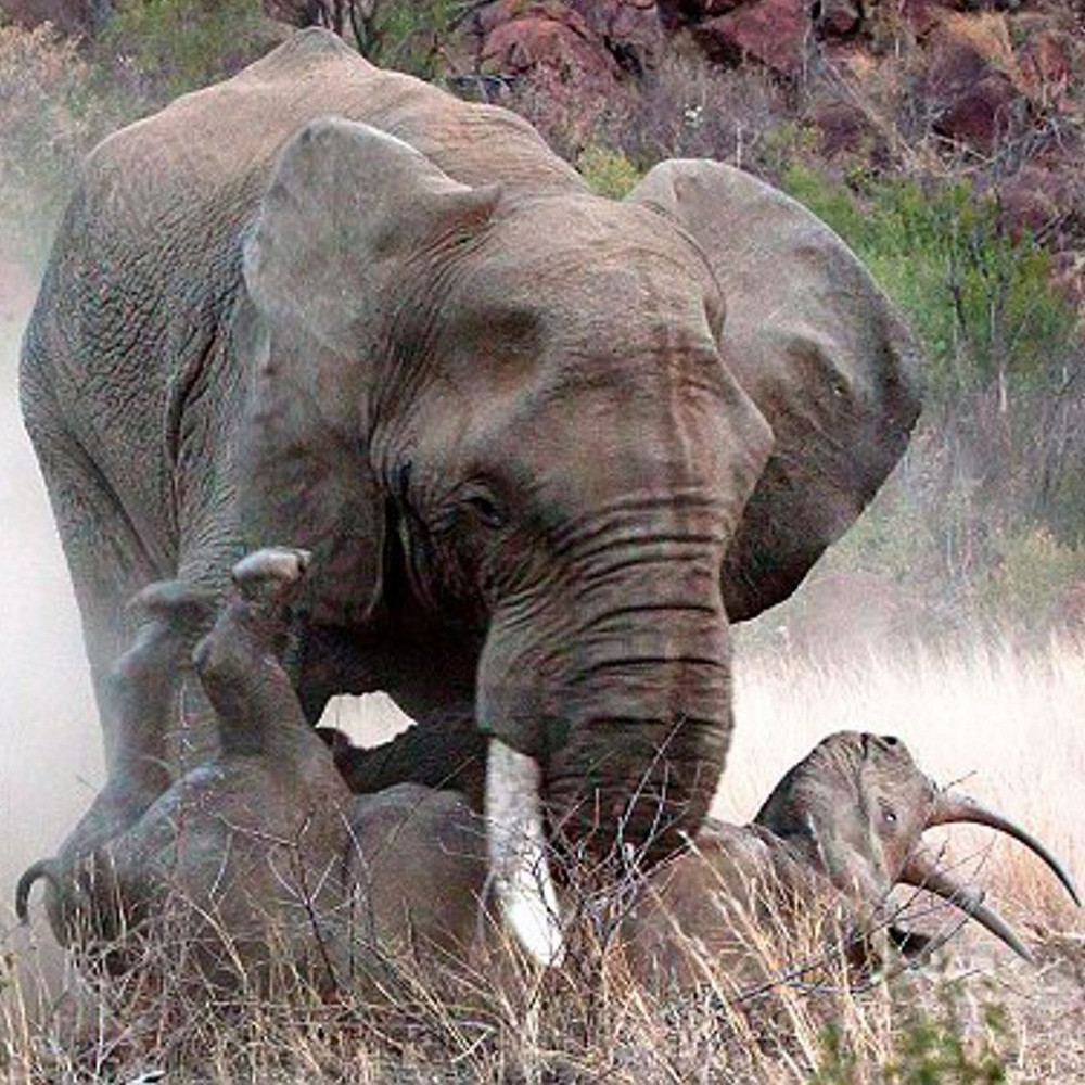 Чем объясняются случаи убийства носорогов африканскими слонами?