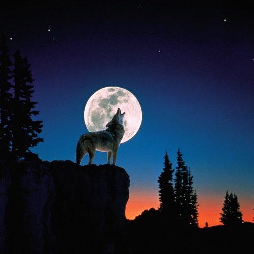 Нужна ли волкам луна, чтобы выть?