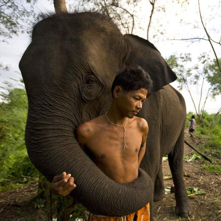 Какие характеристики человека слоны могут определить по его голосу?