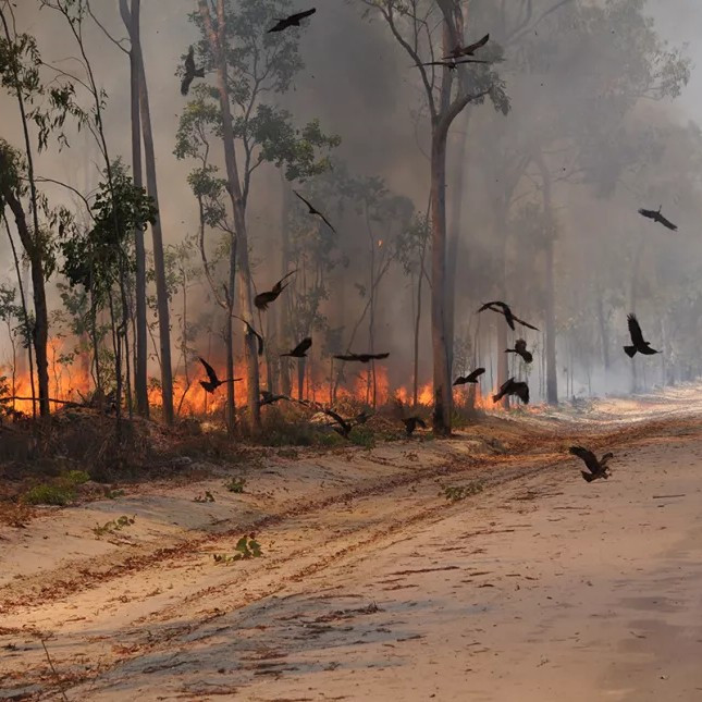 Какие птицы умеют распространять лесные пожары?