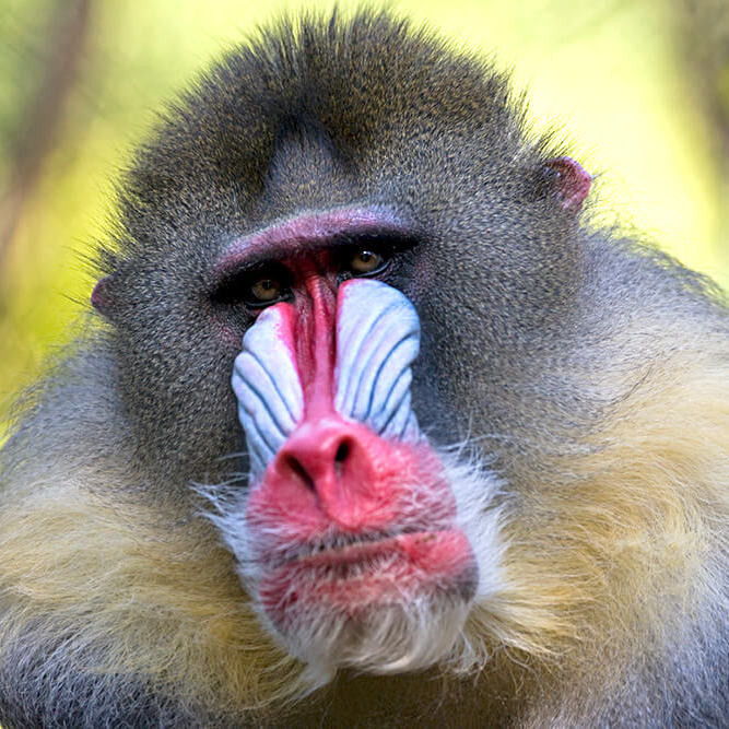 У каких обезьян наглядно видна смена альфа-самца?