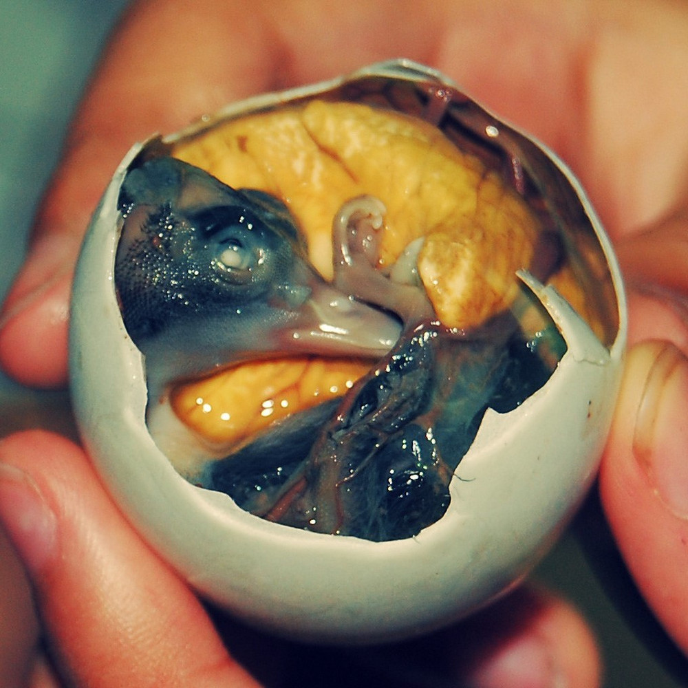 Где едят варёные утиные яйца, в которых уже сформирован плод?
