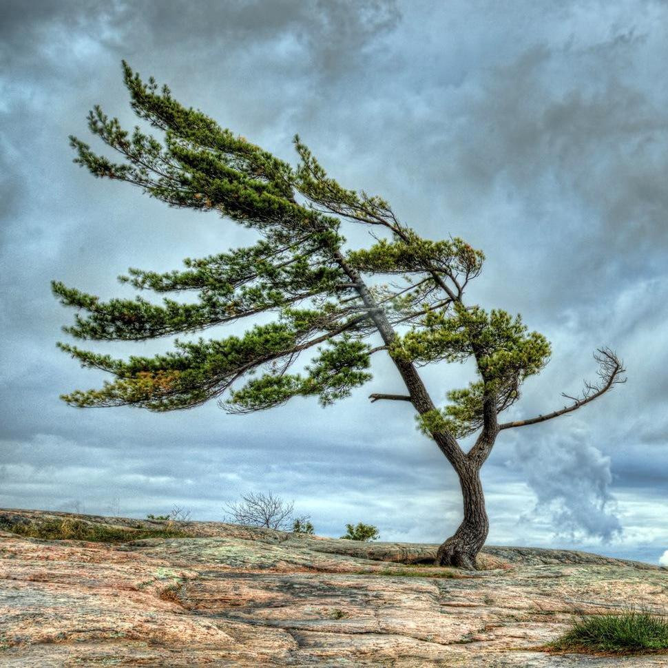 Каким образом ветер способствует росту деревьев?