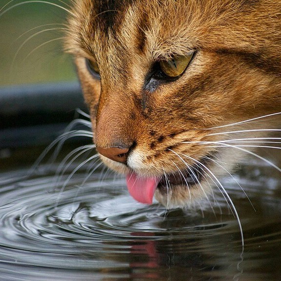 Чем отличается механизм лакания воды у кошек и собак?