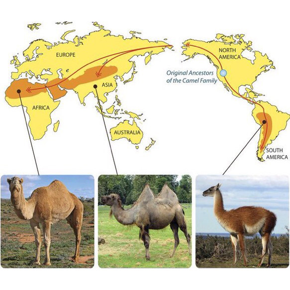 Где впервые появились предки современных верблюдовых?
