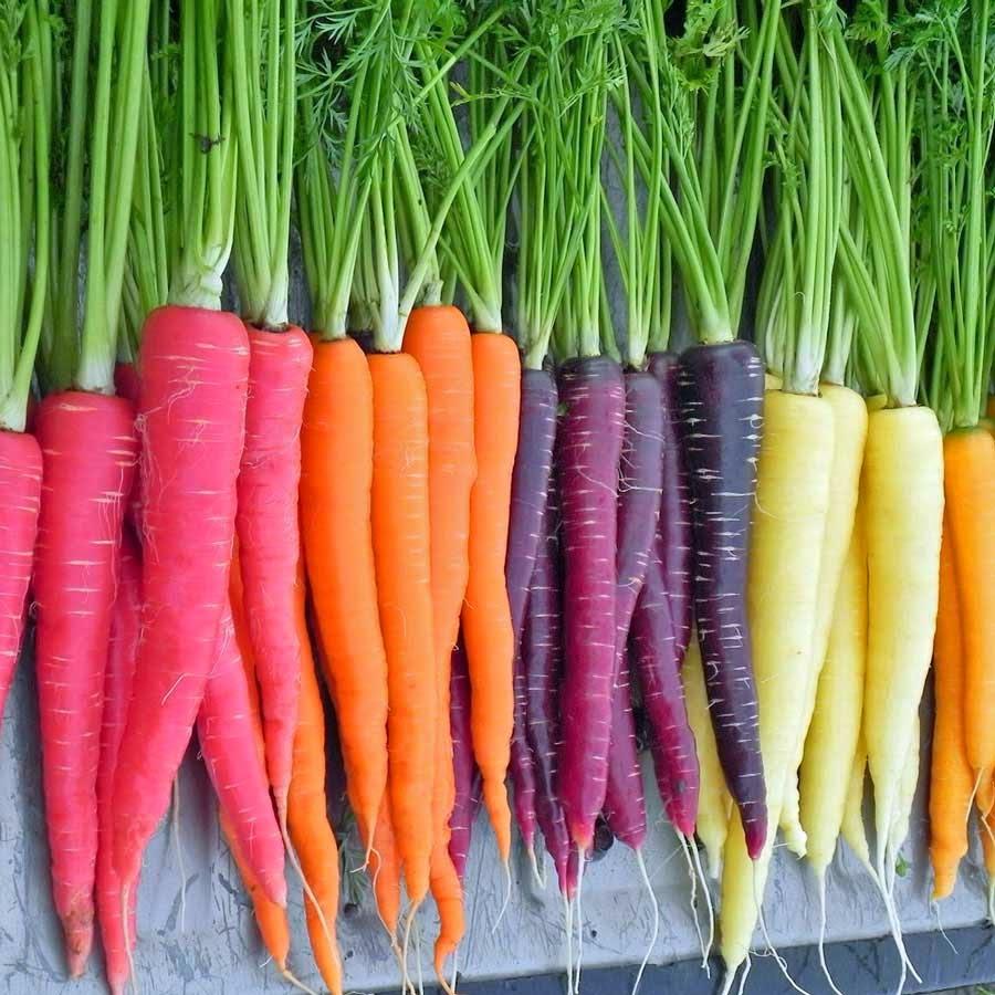Почему современная морковь, как правило, оранжевого цвета?