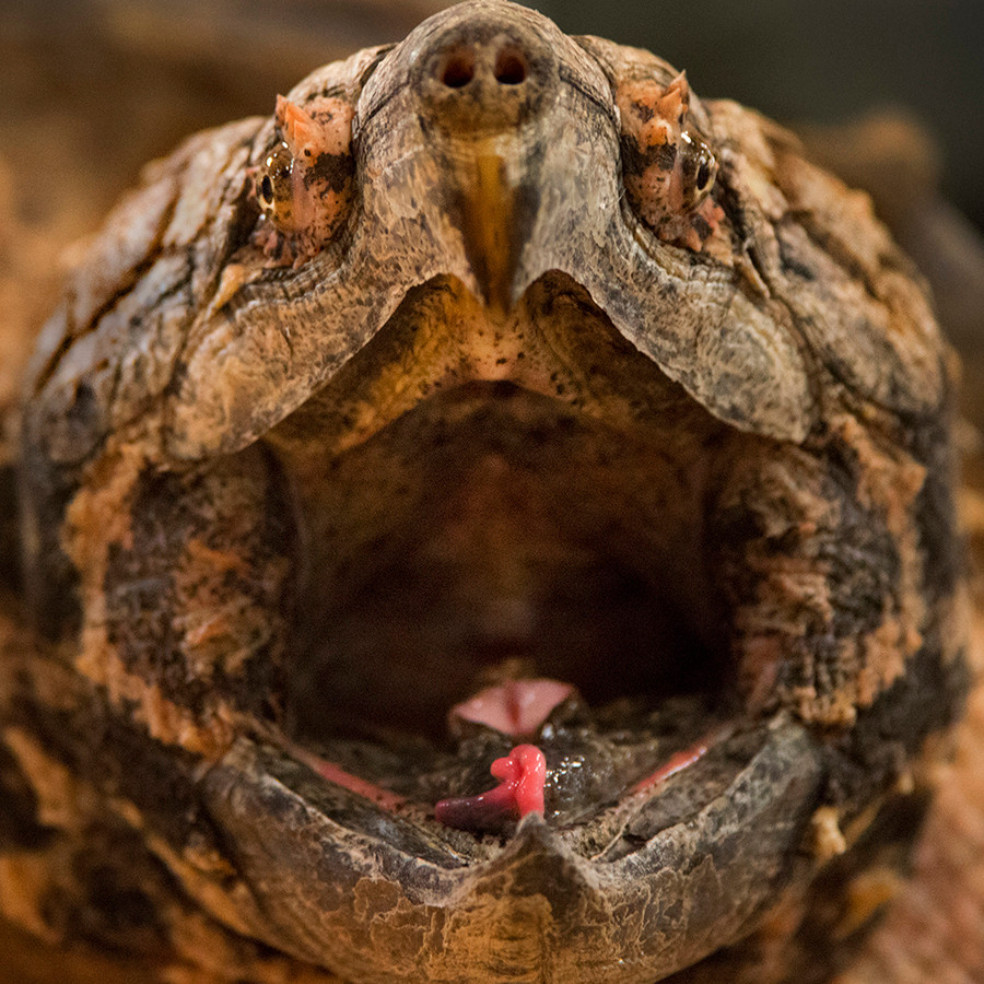 Почему добыча сама идёт в рот грифовым черепахам?