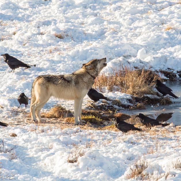 С какими птицами у волков могут образовываться почти симбиотические отношения?