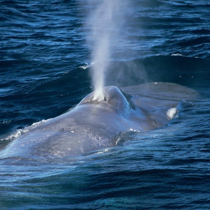Из чего киты делают фонтаны?