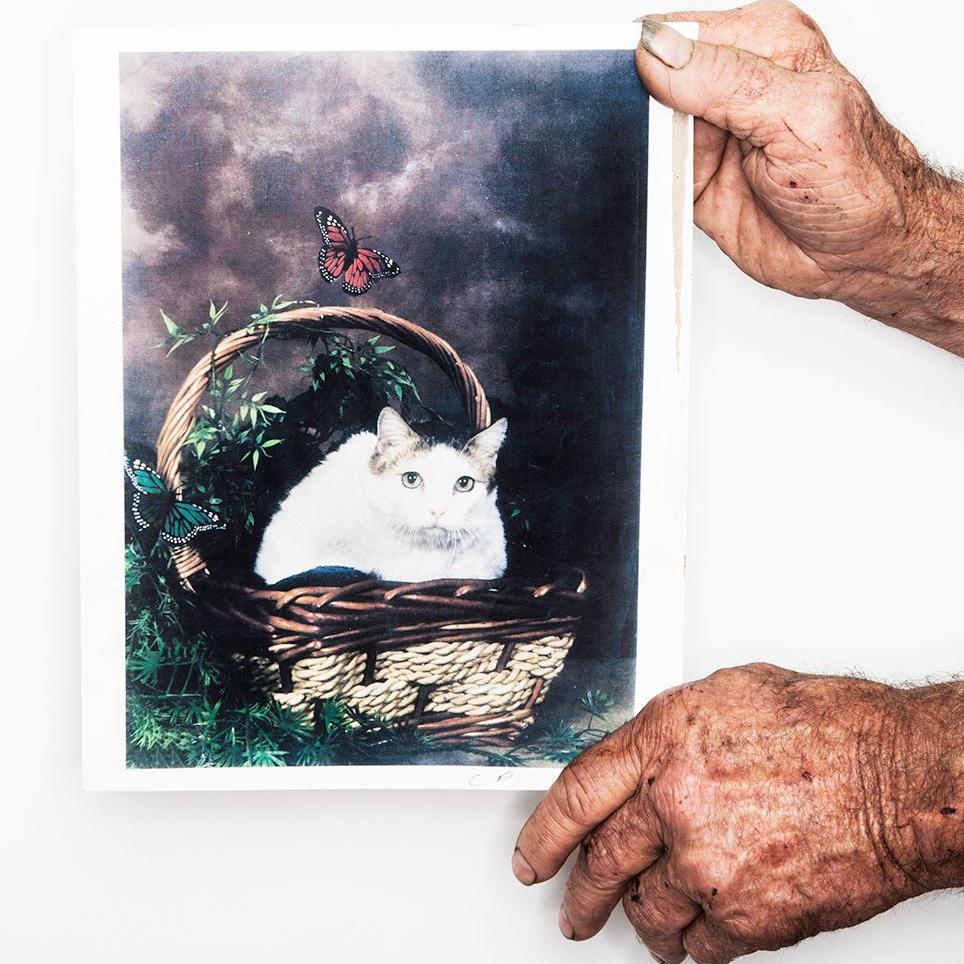 Чем питалась самая долгоживущая кошка в мире? — Музей фактов