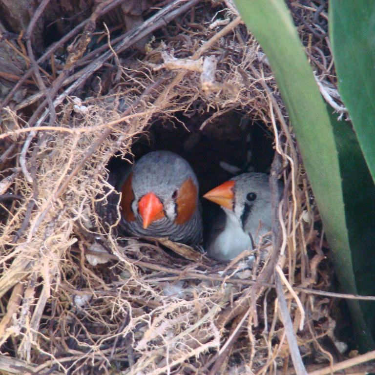 Какие птицы могут песней управлять развитием птенцов в яйцах?