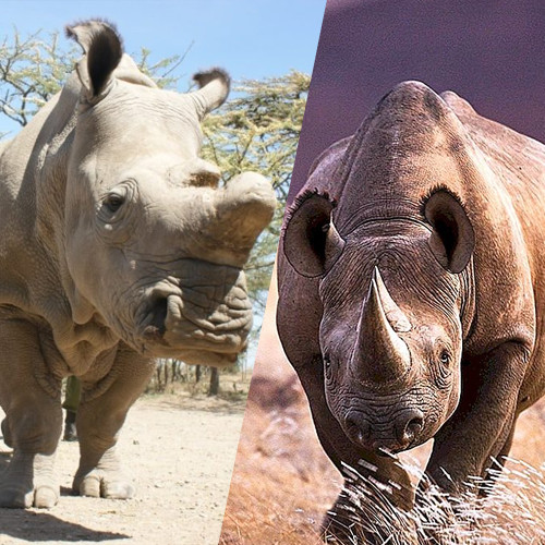 Чем отличаются белые носороги от чёрных носорогов?