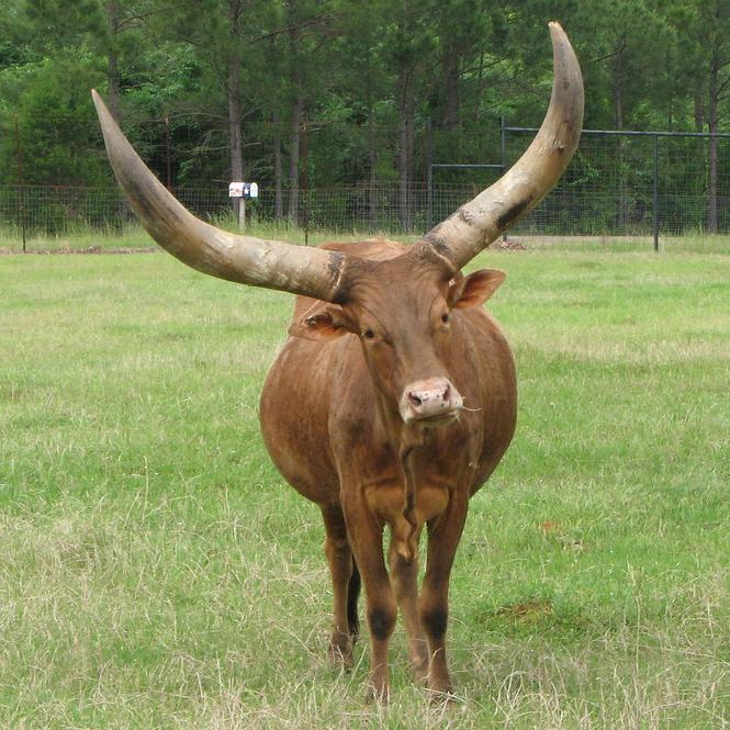 Зачем африканским коровам породы ватусси огромные рога?