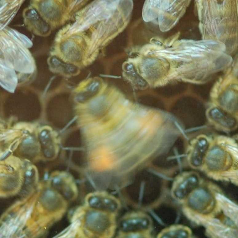 Чем отличаются танцы разных видов пчёл?