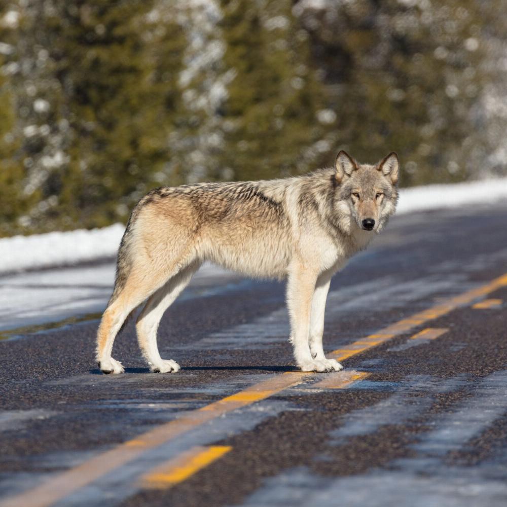 В чём проявляется положительный экономический эффект от присутствия волков в экосистеме?