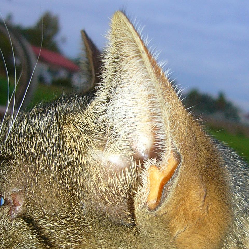 Как называется мешочек в углу кошачьего уха?