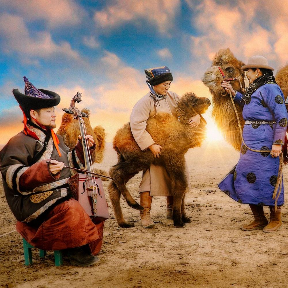 Каким образом монголы примиряют верблюдицу с отвергнутым детёнышем?