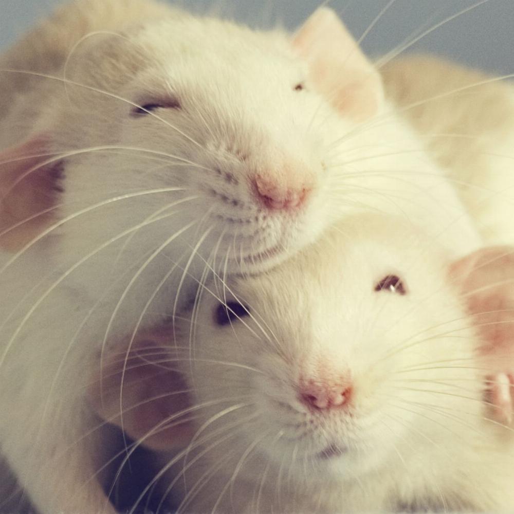 Какая награда для крыс более желанна, чем безлимитные наркотики?