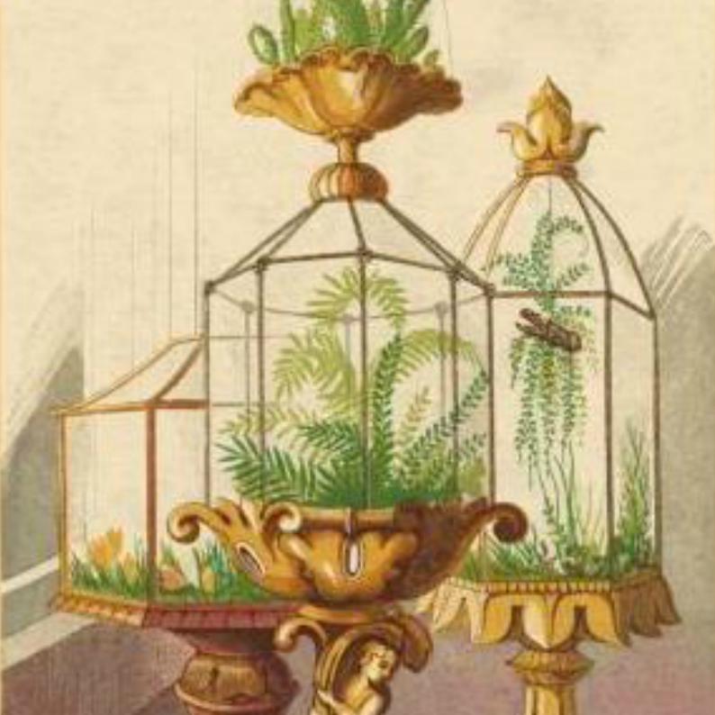 Выращиванием какого отдела растений массово увлекались англичане в викторианскую эпоху?