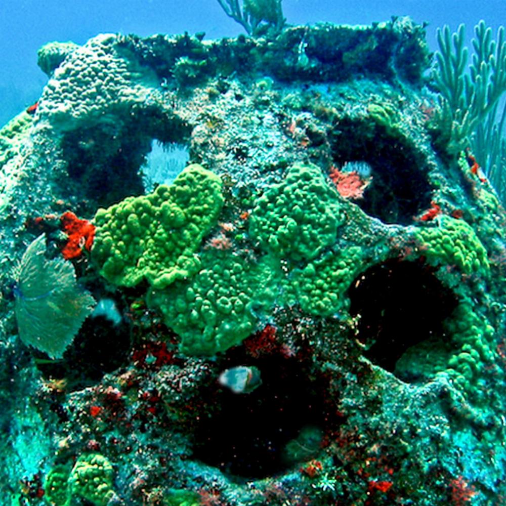 Каким образом после смерти можно стать частью кораллового рифа?
