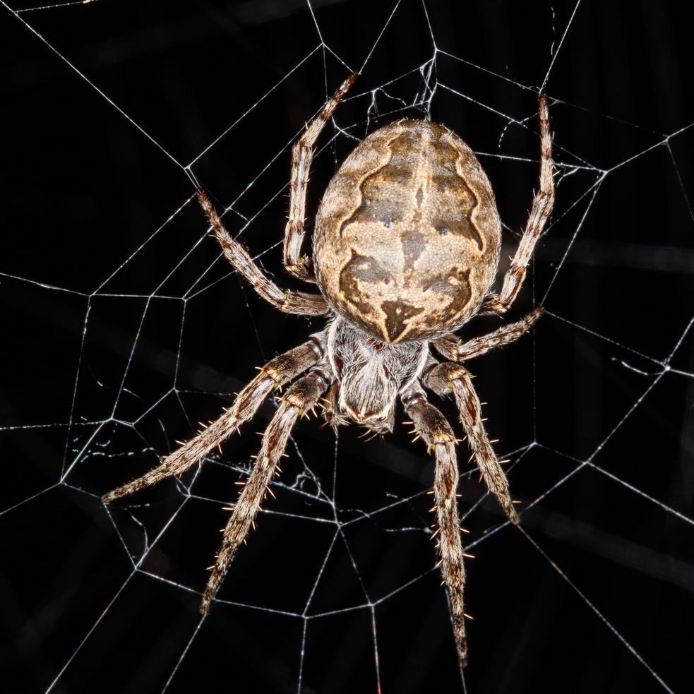Какой орган восприятия пауки расширяют за счёт паутины?