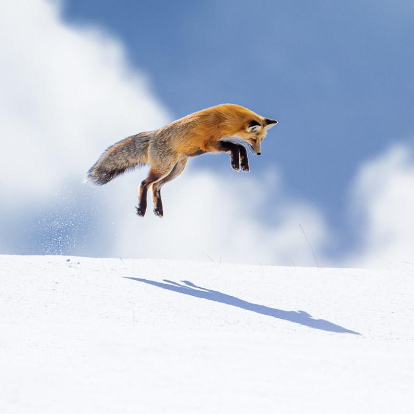 Как зависит успешность охоты лис зимой от направления нырка в снег?