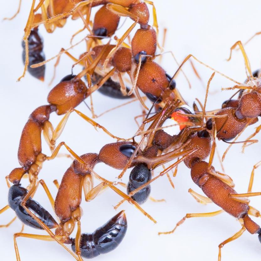 Способны ли рабочие особи муравьёв откладывать яйца?