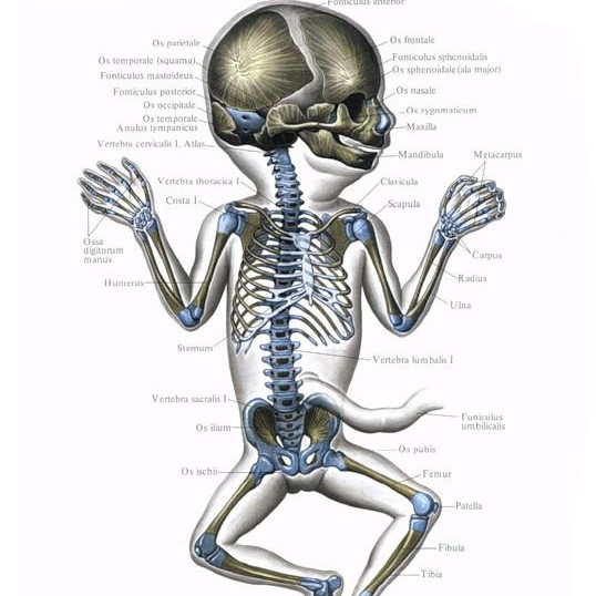На сколько костей уменьшается скелет человека в процессе взросления?
