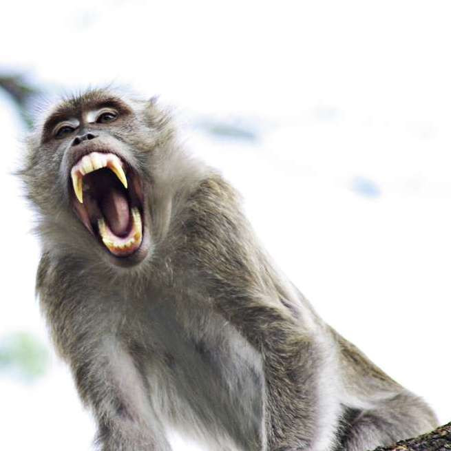Какое значение для полового акта имеют крики самок обезьян?