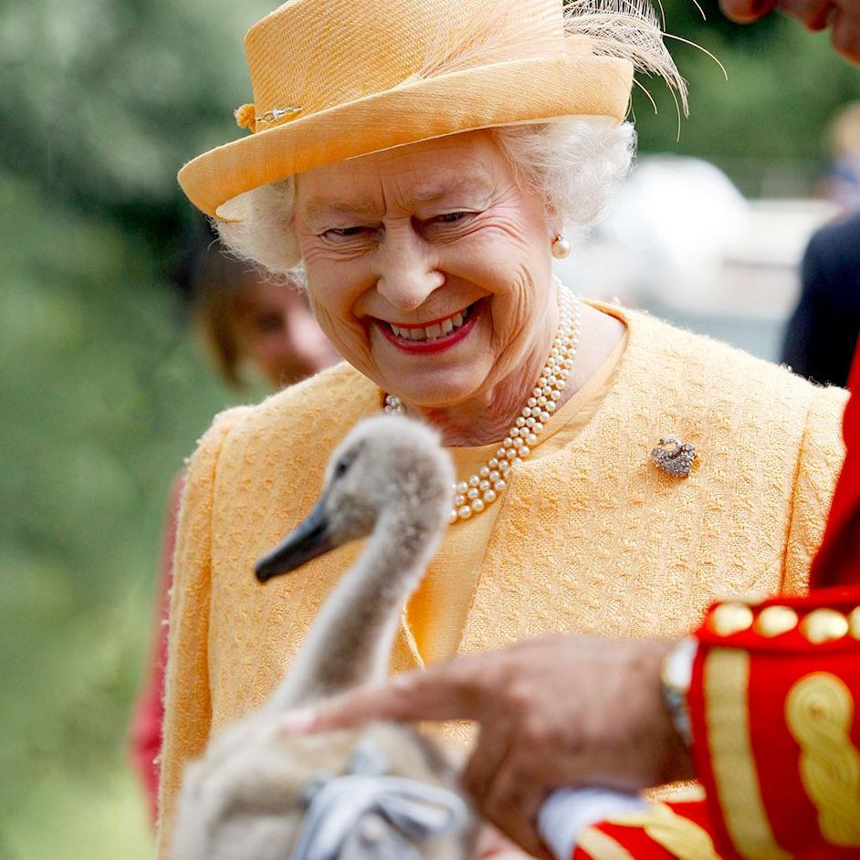 Какие английские птицы являются собственностью монарха?