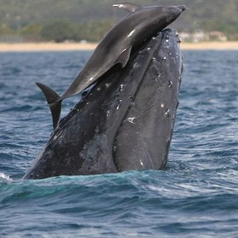 Каким образом дельфины могут играть с китами?