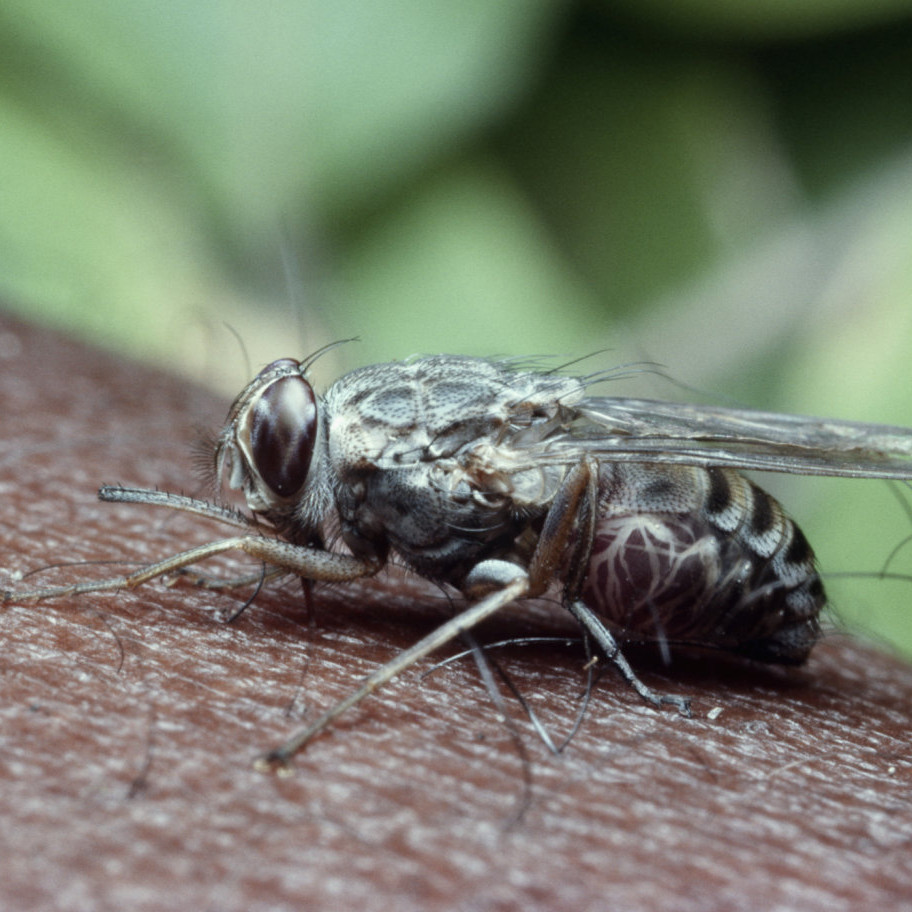 Как на острове Занзибар истребили муху цеце?