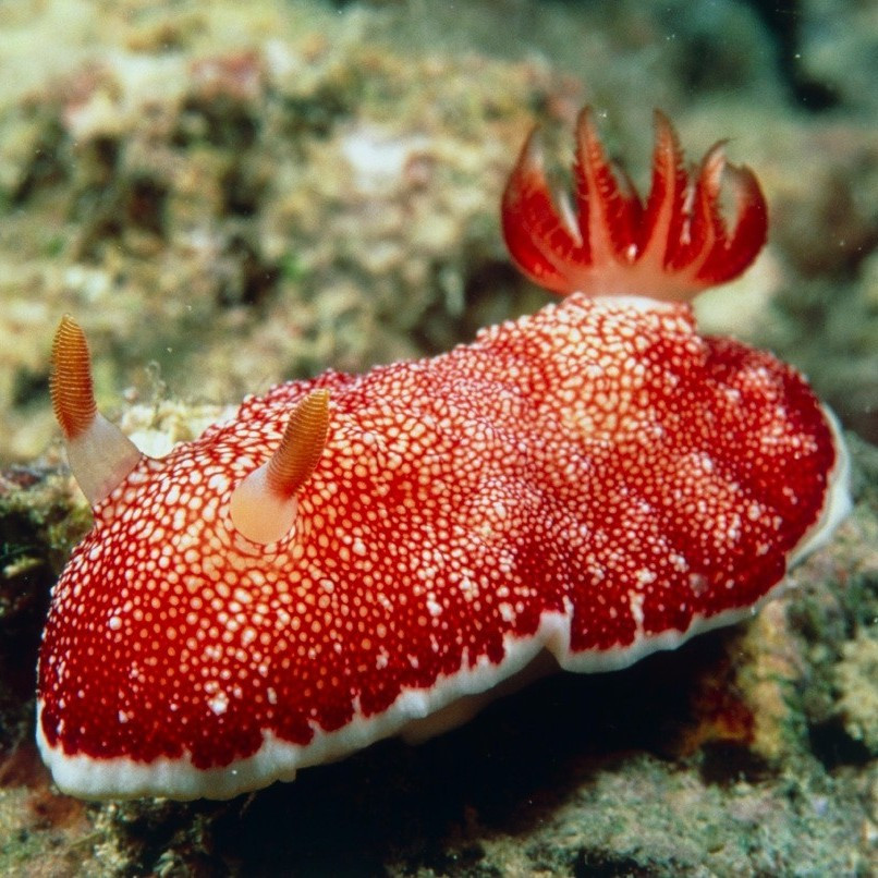 Какие моллюски лишаются пениса после спаривания, но имеют два запасных?