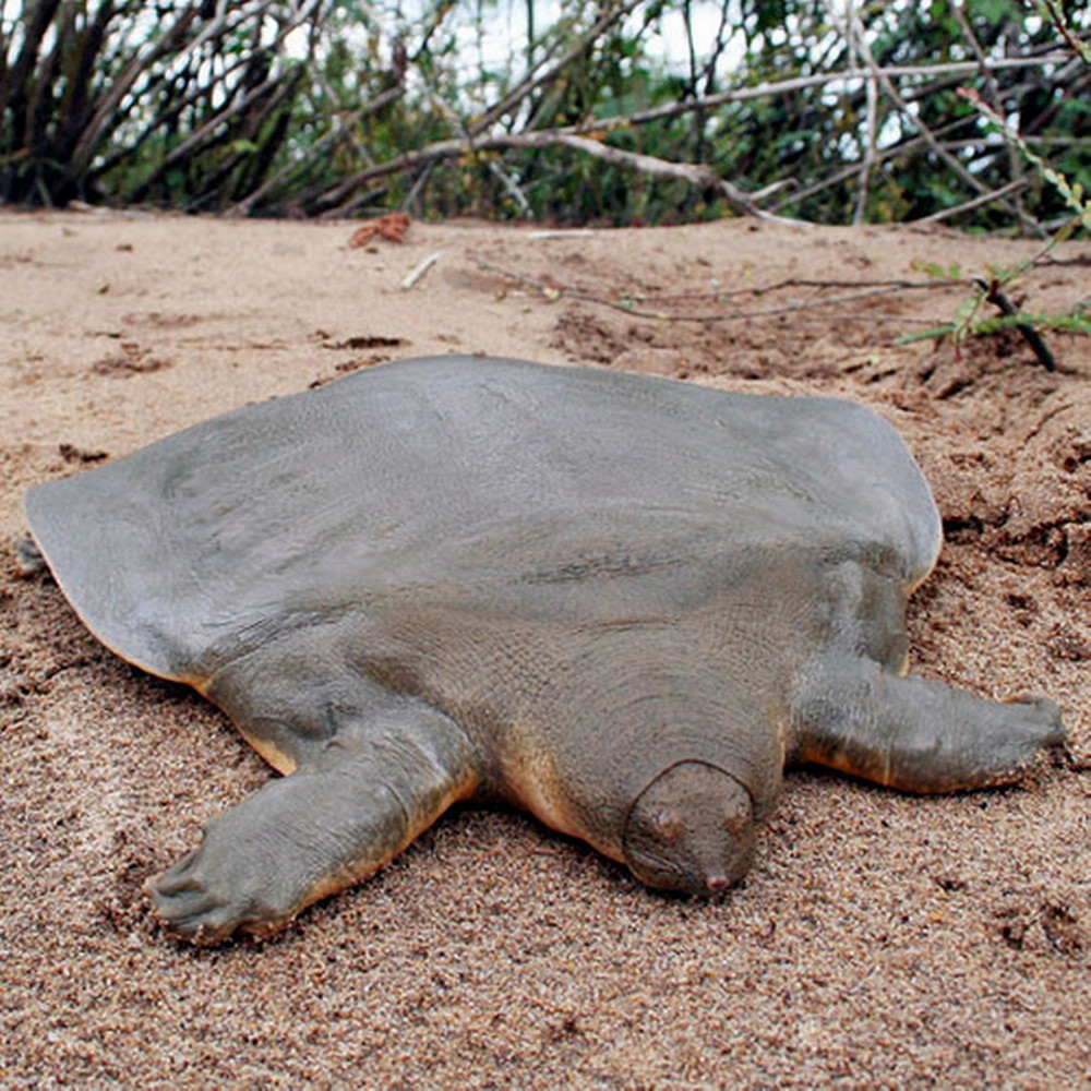 Где обитают черепахи с мягким панцирем?