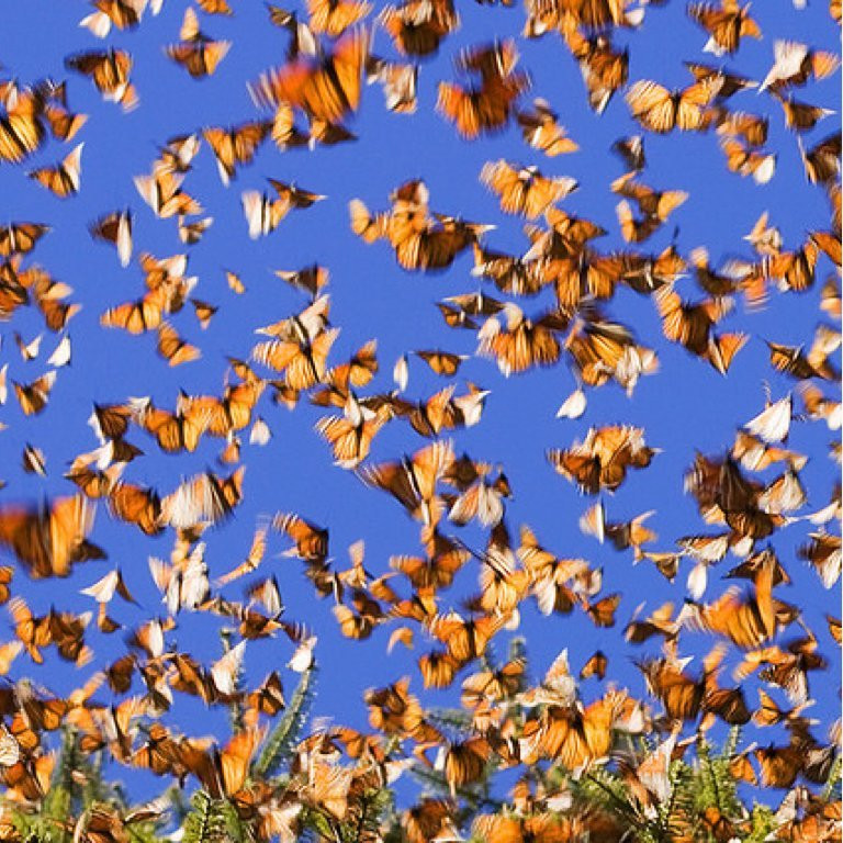 У каких животных, кроме птиц, выявлена сезонная миграция по воздуху?