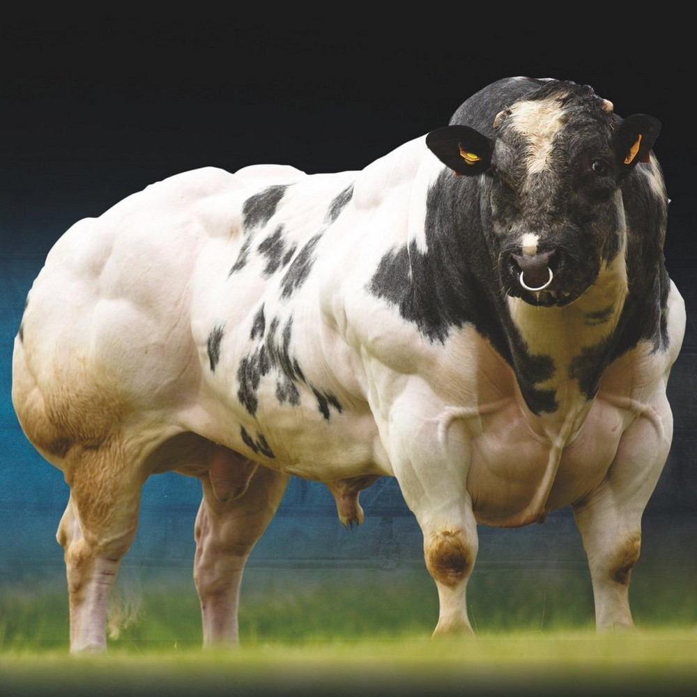 За что ценятся коровы породы бельгийская голубая с крайне высокой мышечной массой?