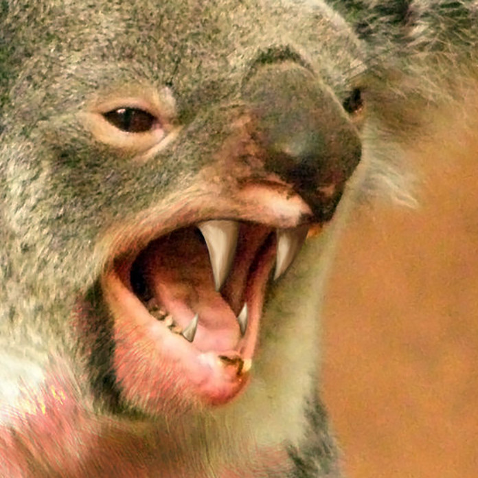 Как можно защититься от нападения огромных хищных коал?