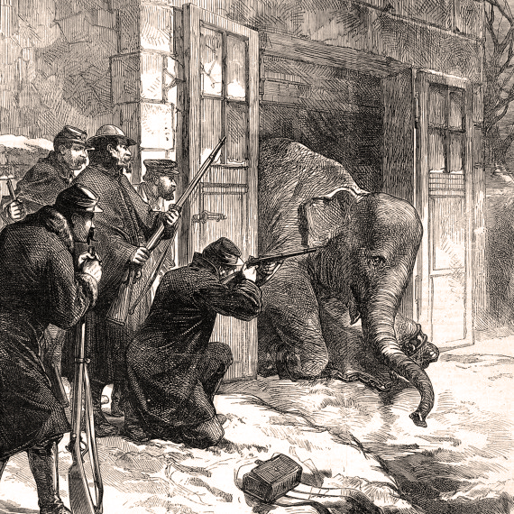 Зачем парижане в 1870 году съели двух слонов из зоопарка?