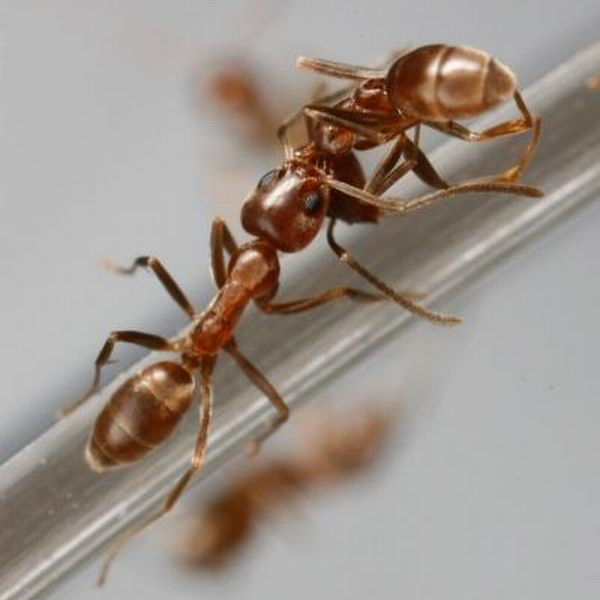Как можно заставить муравьёв считать своего живого сородича мёртвым?
