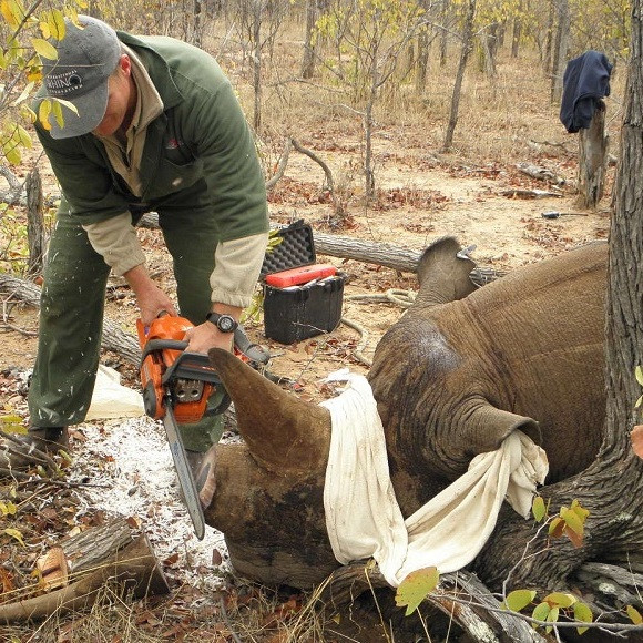Зачем в странах обитания носорогов им отпиливают рог под наркозом?
