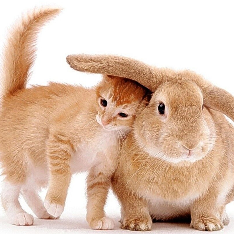 Почему год кролика также называют годом кота?