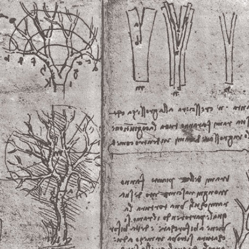 Какому правилу, выведенному Леонардо, подчиняются ствол и ветви деревьев?